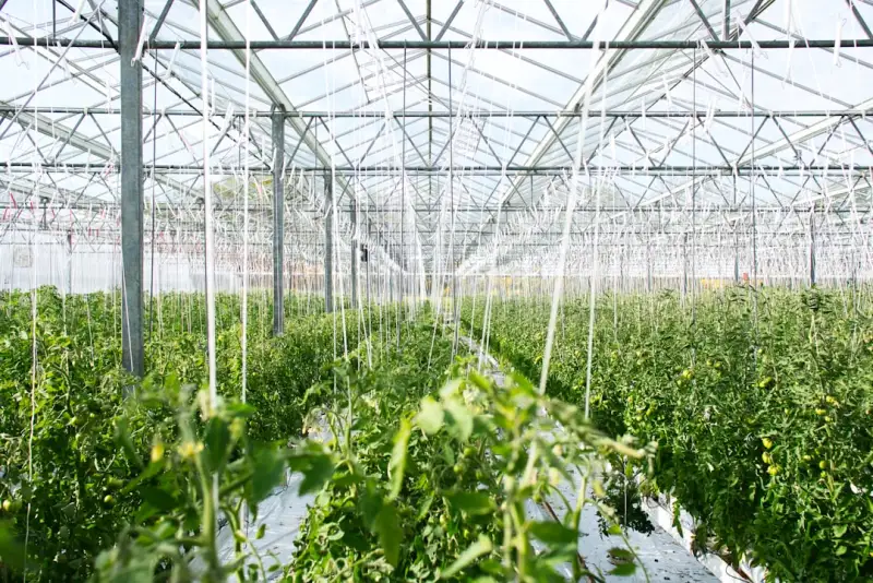 食品加工企业虫控工程中环保药剂的选择标准与施药规范