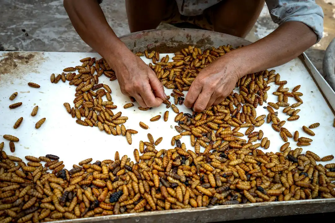 食品加工企业生物防治技术要点：虫控工程如何保障车间食品安全正文配图 1
